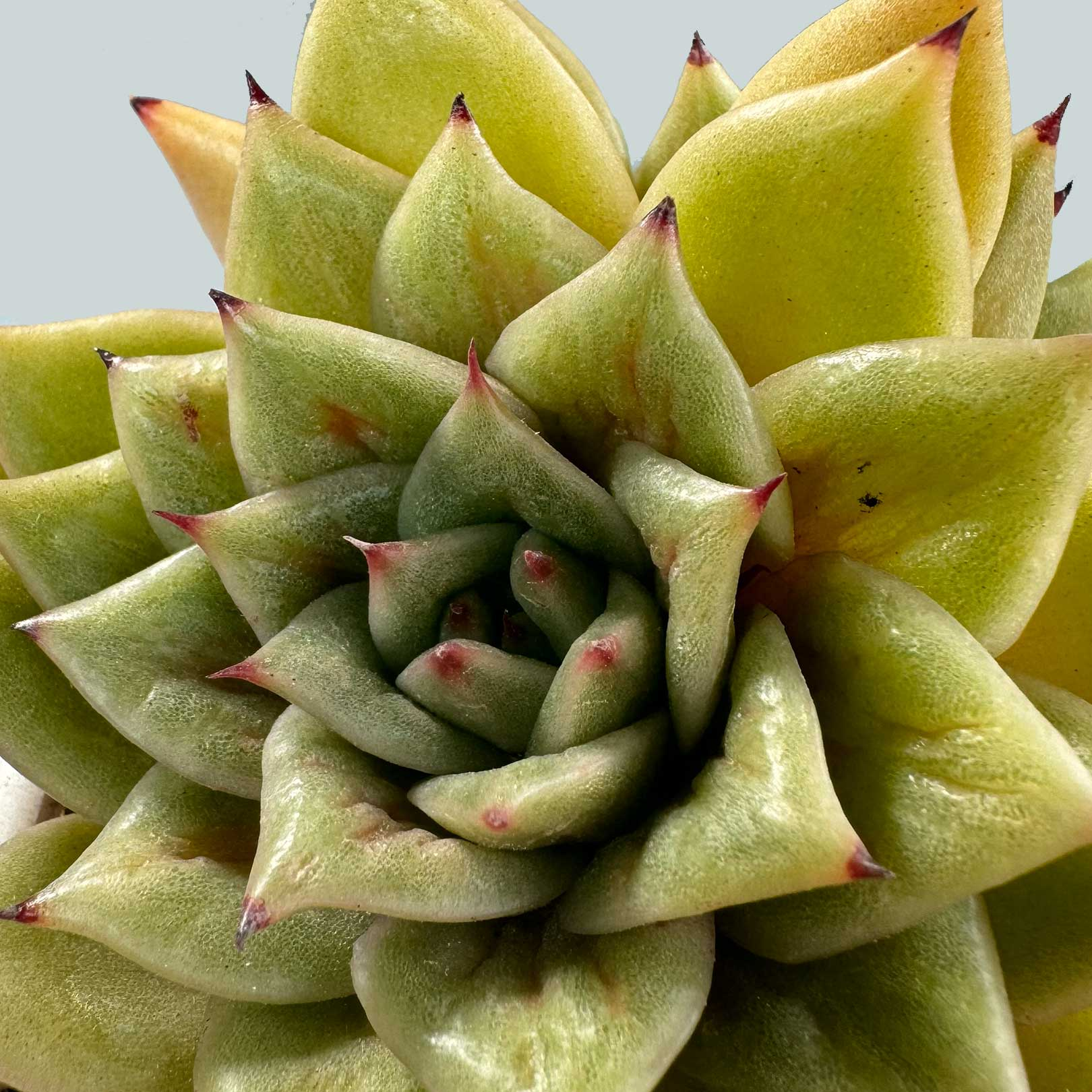 Echeveria agavoides