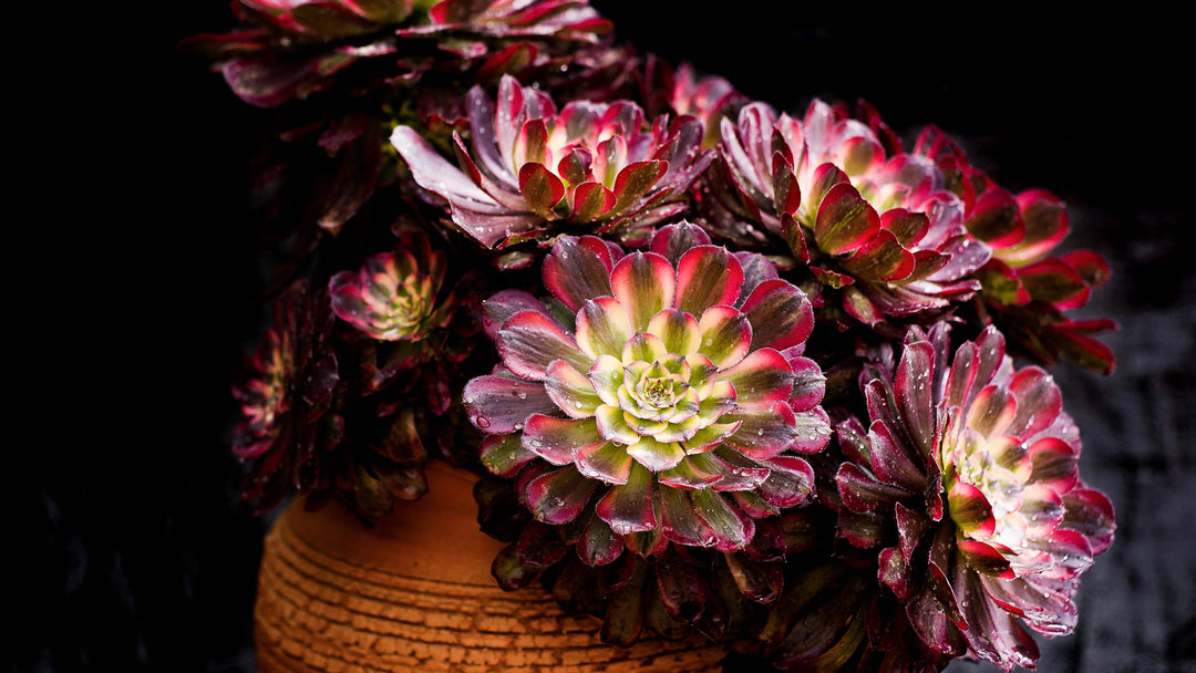 Variegated=Aeonium-collection