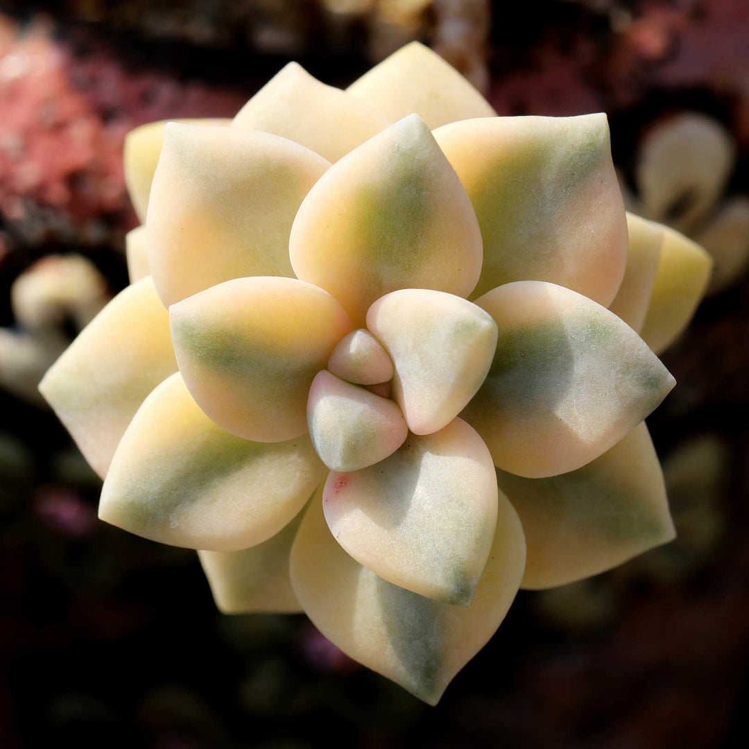 Lower-classifications-of-Echeveria