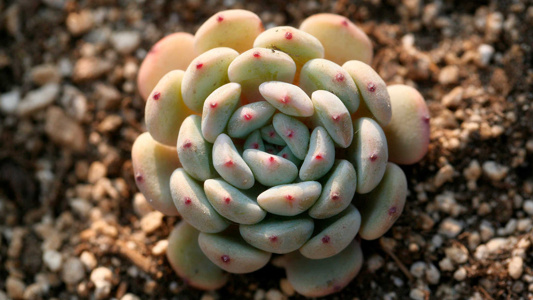 Echeveria-Collection