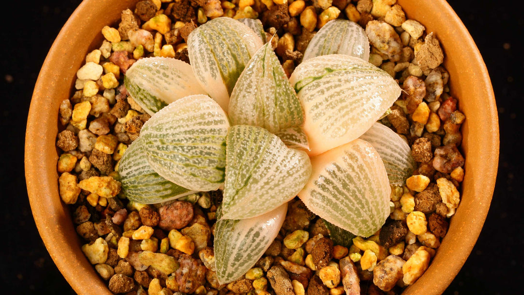 Haworthia-collection