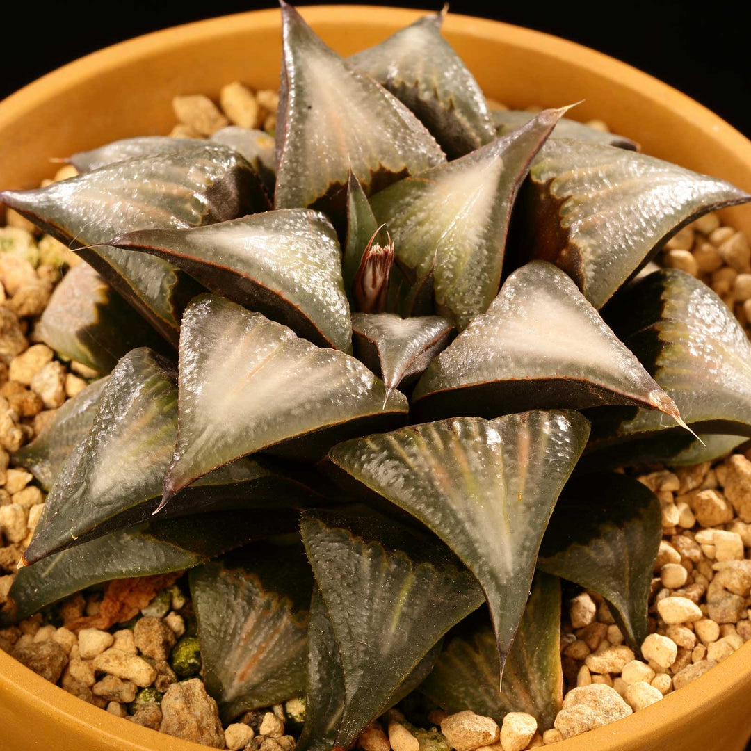 haworthia-Star-Shaped-collection