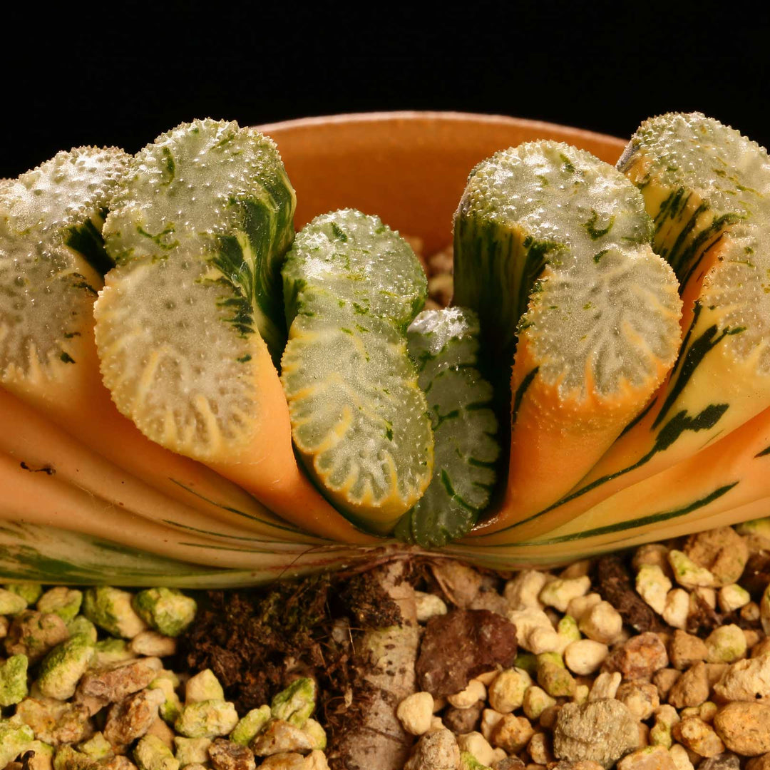 haworthia-Truncata-collection