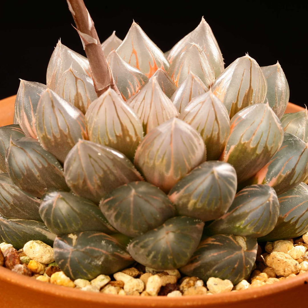 haworthia-cooperi-collection