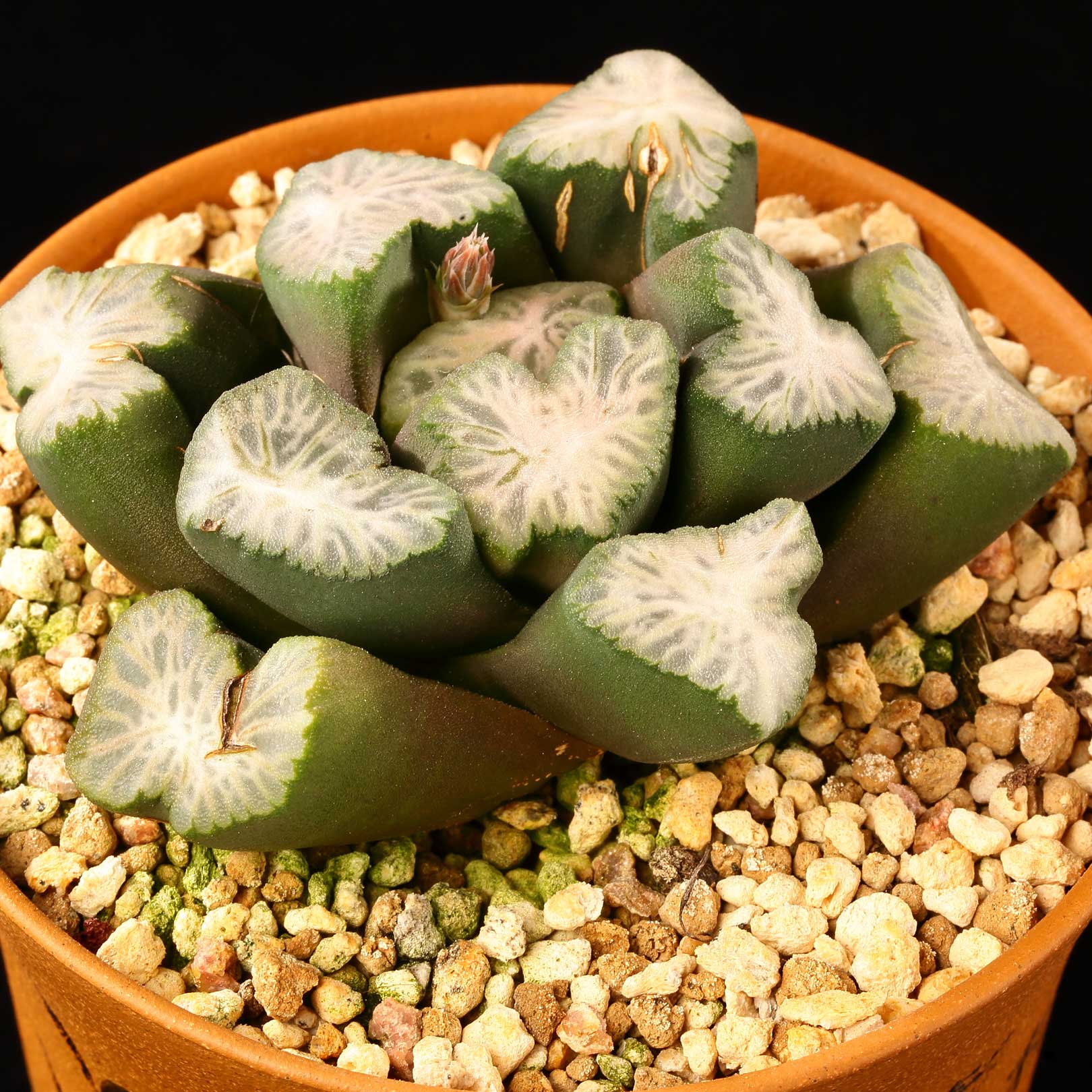 haworthia-maughanii-collection