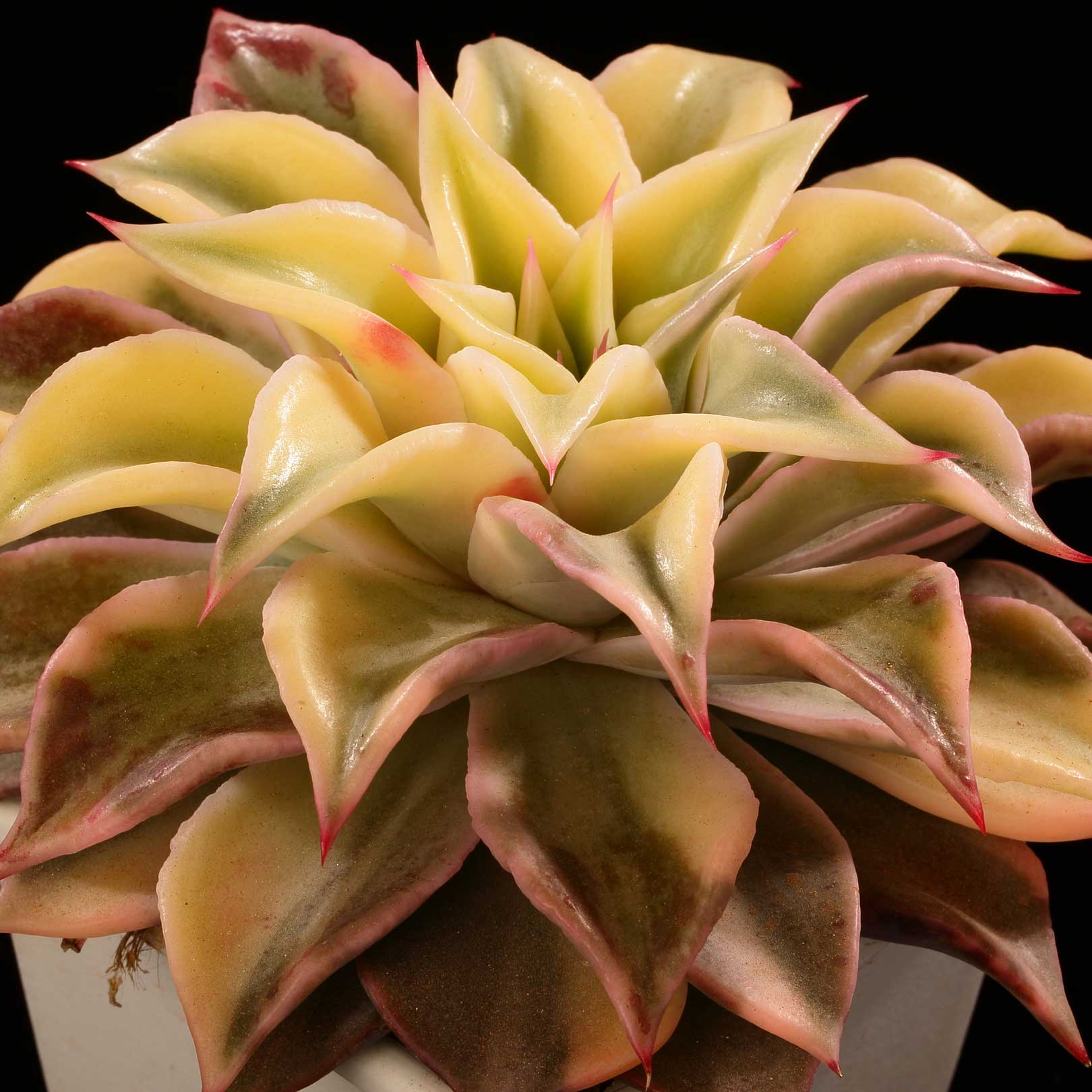 Echeveria-Madiba-Variegated-1620