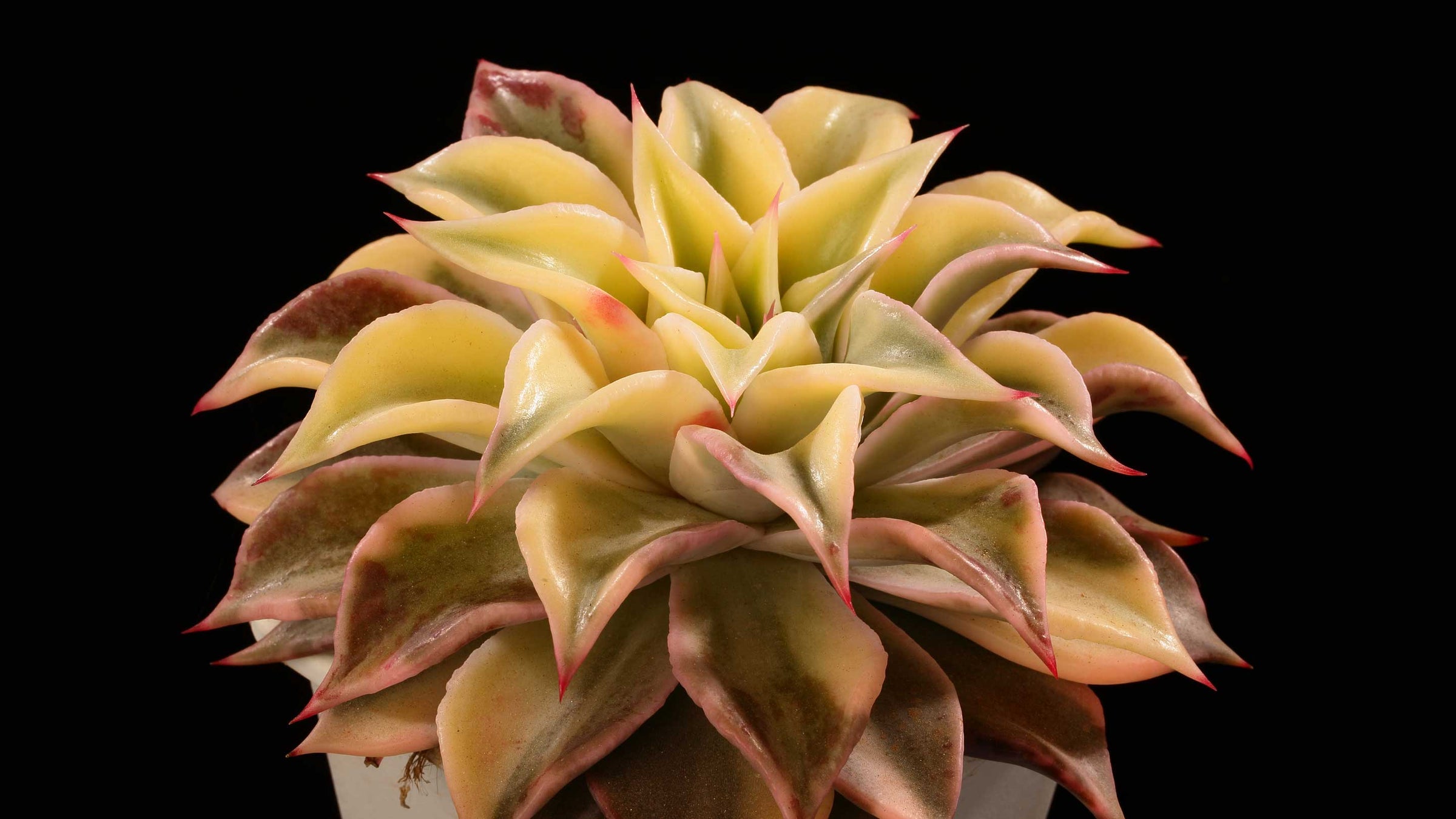 Echeveria-Madiba-Variegated-2880