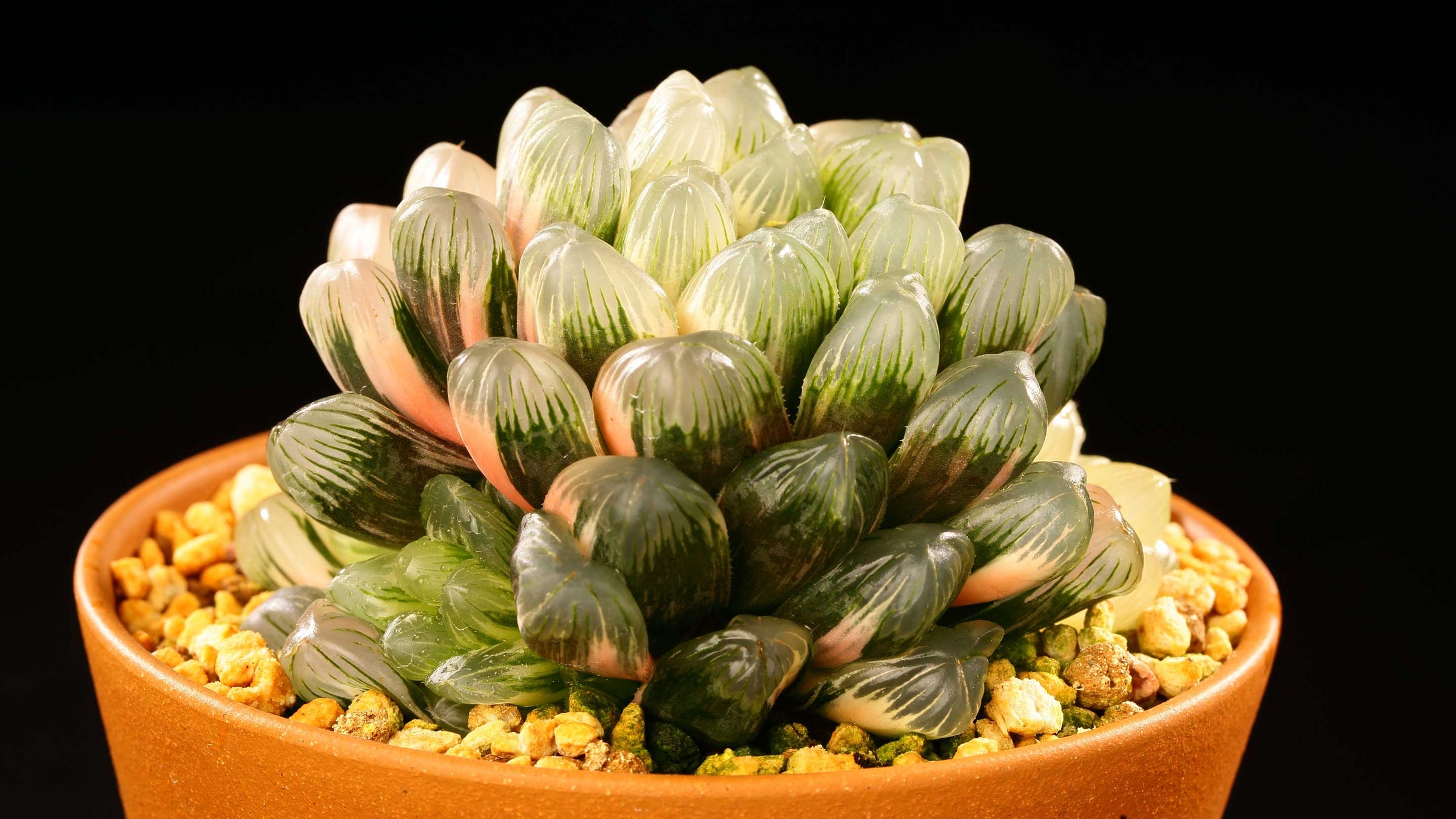 Haworthia-Whale-Variegated-2880